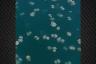 Κόλπος Τεργέστης: Τεράστια σμήνη μεδουσών προκαλούν ανησυχία ΒΙΝΤΕΟ