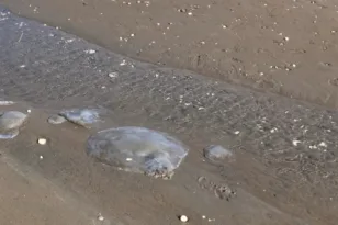 Συναγερμός στις ακτές της Τουρκίας: Τροπικές μέδουσες ξεβράζονται κατά εκατοντάδες