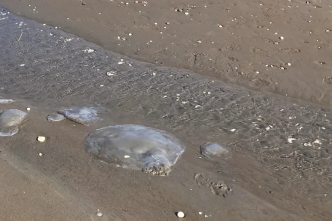 Συναγερμός στις ακτές της Τουρκίας: Τροπικές μέδουσες ξεβράζονται κατά εκατοντάδες