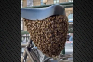 Σαν επιστημονική φαντασία: Χιλιάδες μέλισσες έκαναν φωλιά σέλα ποδηλάτου στο Παρίσι