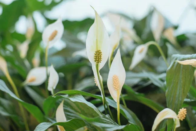 Το φυτό εσωτερικού χώρου που καθαρίζει τον αέρα έως και 90% σε 24 ώρες