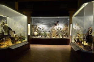 Διεθνής διάκριση για το Μουσείο Μανιταριών στα Μετέωρα