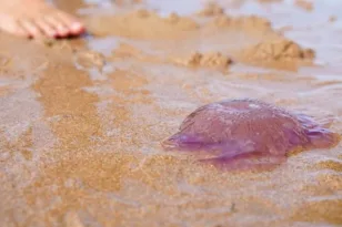 Εύβοια: Μεγάλα σμήνη από μωβ μέδουσες στη θάλασσα – Οι οδηγίες για τους λουόμενους