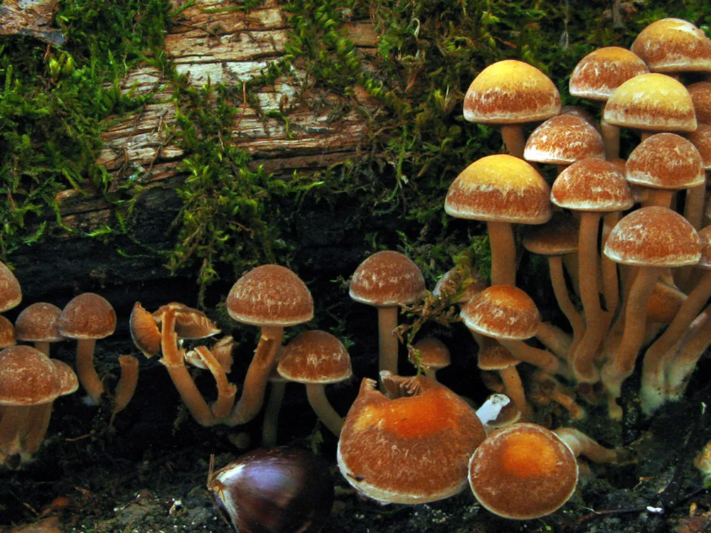 Διεθνής διάκριση για το Μουσείο Μανιταριών στα Μετέωρα