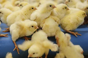 Πύργος: Πουλούσε 100 νεοσσούς χωρίς άδεια – Βρέθηκαν στοιβαγμένοι χωρίς νερό και τροφή