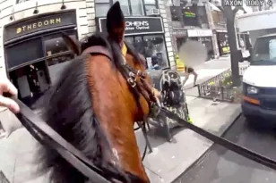 Σαν σε ταινία: Έφιππος αστυνομικός κυνηγά κλέφτρα ανάμεσα στα αυτοκίνητα στη Νέα Υόρκη ΒΙΝΤΕΟ