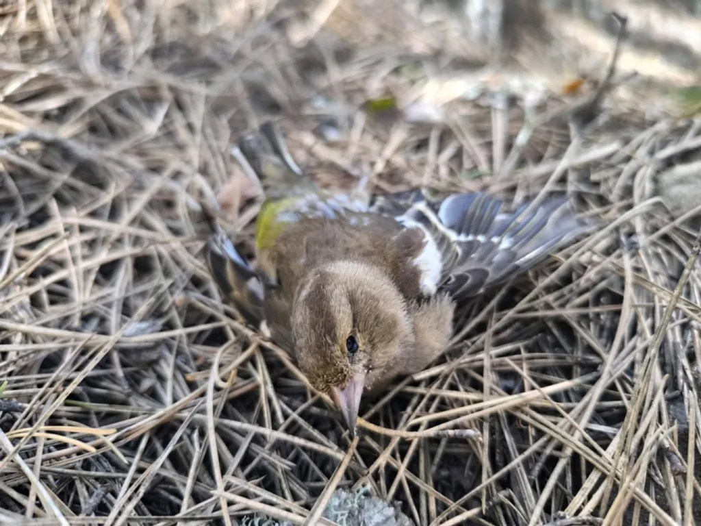 Οικολογικός συναγερμός στην ορεινή Ελλάδα: Δηλητηριασμένα δολώματα αφανίζουν ζώα και σπάνια είδη