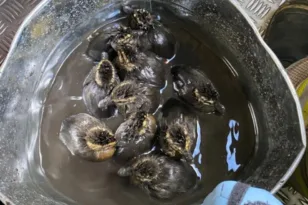 Έσωσαν 10 παπάκια από φρεάτιο στην Αγγλία – Η συγκινητική επανένωση με τη μητέρα τους