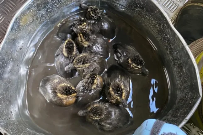 Έσωσαν 10 παπάκια από φρεάτιο στην Αγγλία – Η συγκινητική επανένωση με τη μητέρα τους