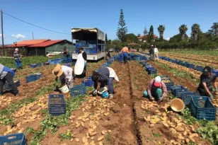 Μεγάλες απώλειες στην πατατοκαλλιέργεια της Αχαΐας – Οι τιμές πιέζουν τους παραγωγούς