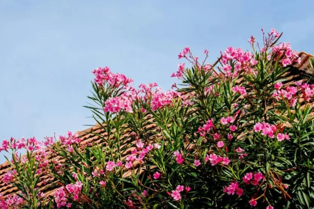 Τι λέει ο ΕΟΔΥ για την πικροδάφνη