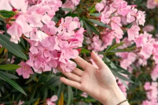 Το τοξικό φυτό που ο ΕΟΔΥ θέλει εκτός σχολείων