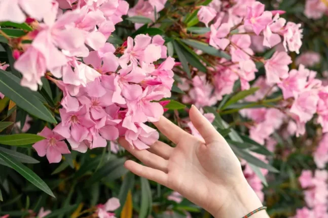 Το τοξικό φυτό που ο ΕΟΔΥ θέλει εκτός σχολείων