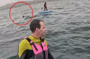 Καλιφόρνια: Καρχαρίας καταδίωξε σέρφερ για μεγάλη απόσταση – Η στιγμή που κόβει την ανάσα