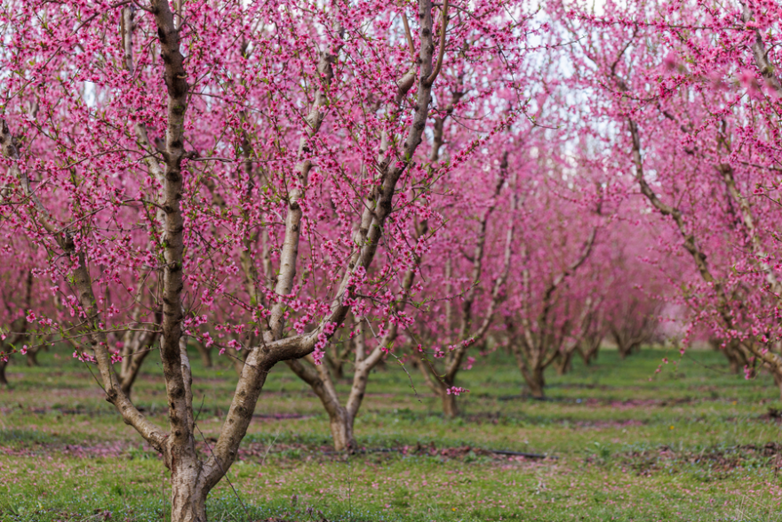 Αφιέρωμα της WELT στις ανθισμένες ροδακινιές της Βέροιας: «Ένα εντυπωσιακό ανοιξιάτικο πανόραμα» Αφιέρωμα της WELT στις ανθισμένες ροδακινιές της Βέροιας: «Ένα εντυπωσιακό ανοιξιάτικο πανόραμα»