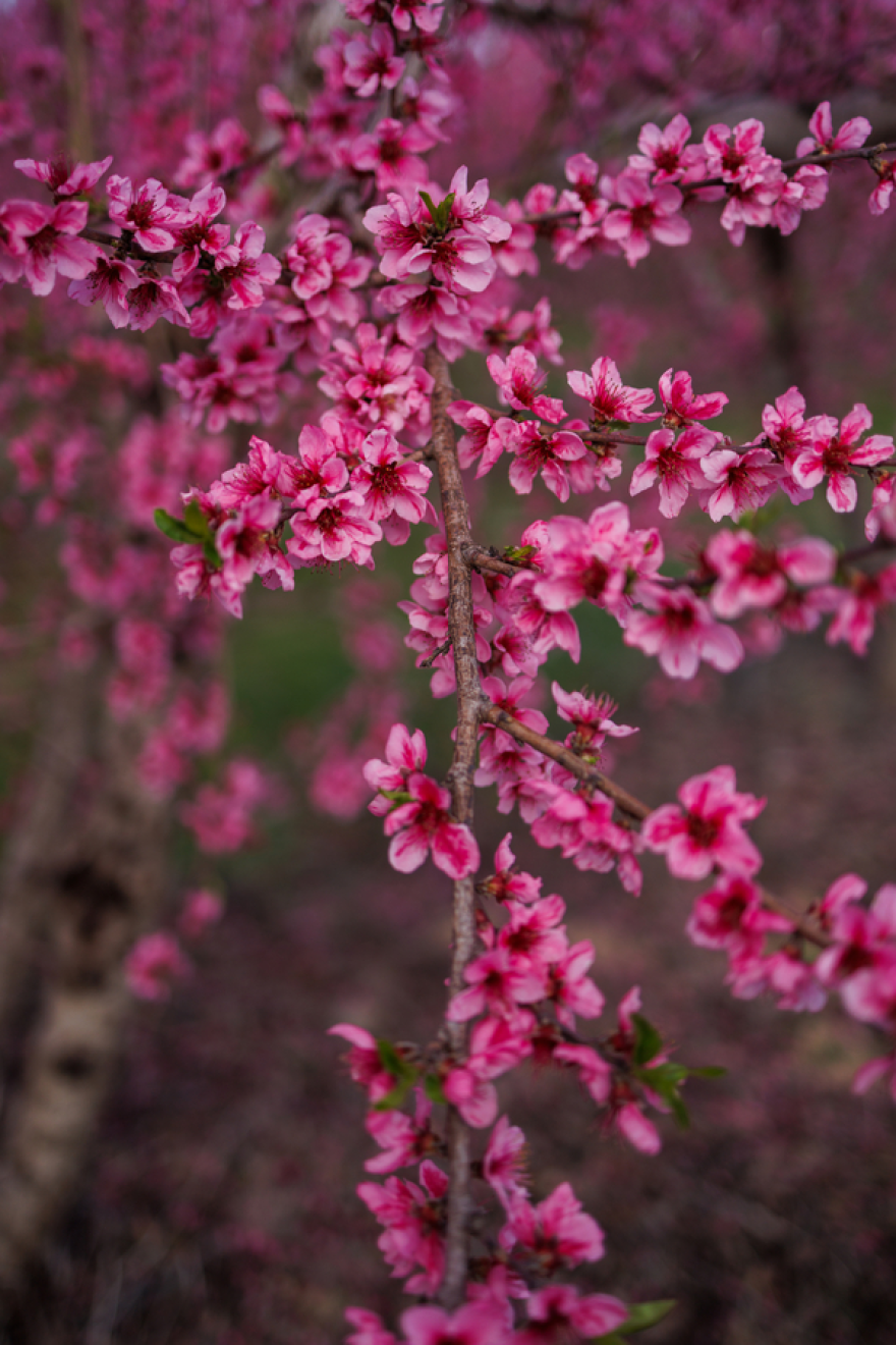 Αφιέρωμα της WELT στις ανθισμένες ροδακινιές της Βέροιας: «Ένα εντυπωσιακό ανοιξιάτικο πανόραμα» Αφιέρωμα της WELT στις ανθισμένες ροδακινιές της Βέροιας: «Ένα εντυπωσιακό ανοιξιάτικο πανόραμα»