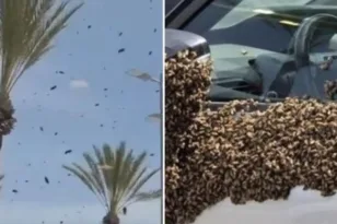 Ισραήλ: Σμήνος από χιλιάδες μέλισσες «μπήκε» σε πόλη στα νότια ΒΙΝΤΕΟ