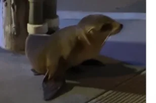 Θαλάσσιο λιοντάρι βρέθηκε να κόβει βόλτες σε δρόμο του Σαν Φρανσίσκο ΒΙΝΤΕΟ