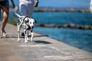Στη βόλτα με τον σκύλο επιβάλλεται η σταθερή διαδρομή ή οι αλλαγές και γιατί; Στη βόλτα με τον σκύλο επιβάλλεται η σταθερή διαδρομή ή οι αλλαγές και γιατί;