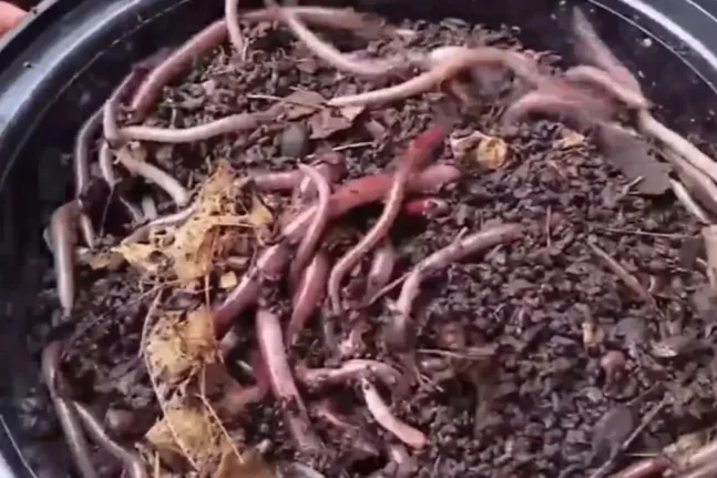 ΗΠΑ: «Συναγερμός» για σκουλήκι… άλτη που δεν καταστρέφεται