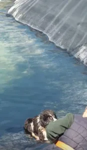 Κατερίνη: Επιχείρηση διάσωσης έξι σκύλων που είχαν πέσει σε ταμιευτήρα άρδευσης ΦΩΤΟΓΡΑΦΙΕΣ