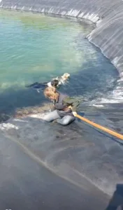 Κατερίνη: Επιχείρηση διάσωσης έξι σκύλων που είχαν πέσει σε ταμιευτήρα άρδευσης ΦΩΤΟΓΡΑΦΙΕΣ