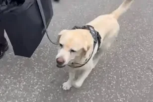 Το τελευταίο «αντίο» στον Ντούσκο Βουγιόσεβιτς, ήταν εκεί μέχρι και ο σκύλος του! ΒΙΝΤΕΟ