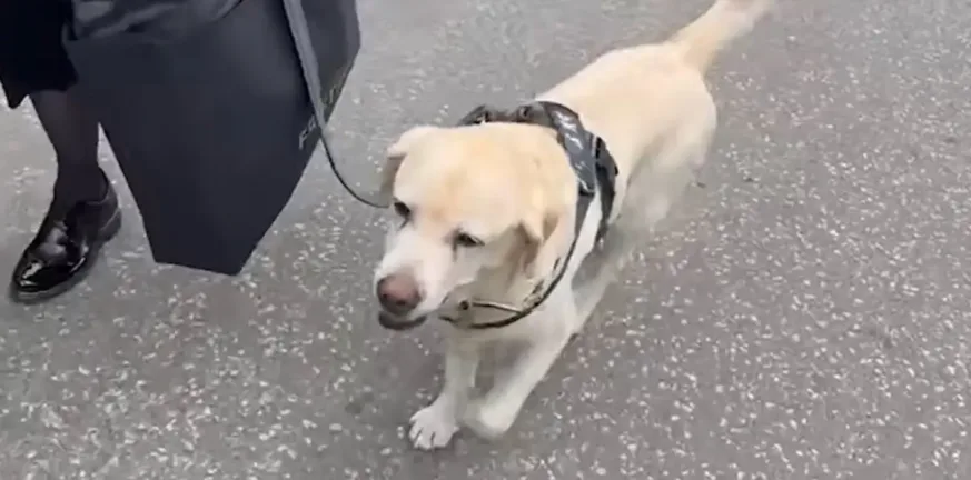 Το τελευταίο «αντίο» στον Ντούσκο Βουγιόσεβιτς, ήταν εκεί μέχρι και ο σκύλος του! ΒΙΝΤΕΟ