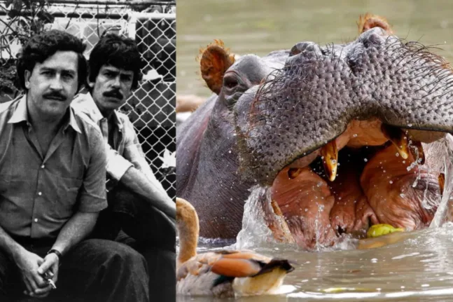 Ανάντ Αμπάνι: Προσφέρει καταφύγιο στους 80 ιπποπόταμους του Εσκομπάρ