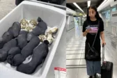 Συνελήφθη 19χρονη για λαθρεμπόριο 30 προστατευόμενων χελωνών στο αεροδρόμιο της Μπανγκόκ