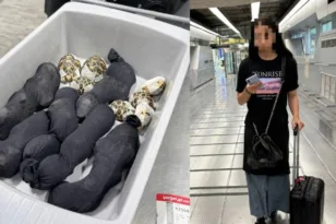 Συνελήφθη 19χρονη για λαθρεμπόριο 30 προστατευόμενων χελωνών στο αεροδρόμιο της Μπανγκόκ
