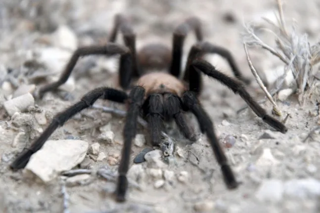 Γερμανία: Γυναίκα ξέχασε σε τρένο πακέτο με 20 ταραντούλες