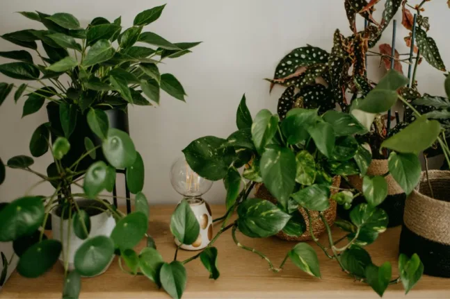 Αυτό είναι το φυτό εσωτερικού χώρου, που καθαρίζει τον αέρα έως και 90% σε 24 ώρες