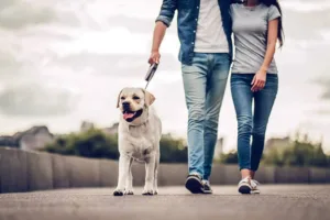 Στη βόλτα με τον σκύλο επιβάλλεται η σταθερή διαδρομή ή οι αλλαγές και γιατί; Στη βόλτα με τον σκύλο επιβάλλεται η σταθερή διαδρομή ή οι αλλαγές και γιατί;