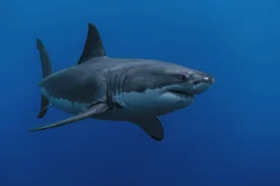 Περού: Σπάνιο απολίθωμα καρχαρία 9 εκατ. ετών αποκαλύπτει το «τελευταίο γεύμα» του προϊστορικού θηρευτή