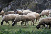 ΑΑΔΕ: Πρώτος μαζικός έλεγχος για αγροτικές επιδοτήσεις στην Κρήτη – Παραβάσεις σε 22 κτηνοτρόφους