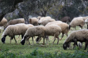 Λέσβος: Οι κτηνοτρόφοι του Μεσοτόπου απέκλεισαν την είσοδο του χωριού