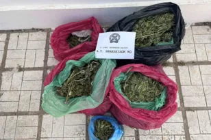 Κως: Συνελήφθη 29χρονος για 78 δενδρύλλια κάνναβης – Αναζητείται 35χρονος