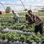 Φυματίωση: Σε κλοιό ελέγχου οι εργάτες γης σε Αχαΐα και Ηλεία, δεκάδες θετικά μαντού