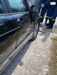 Τεράστιο φίδι στη Ναύπακτο τρύπωσε σε αυτοκίνητο και σκόρπισε τον τρόμο στους επιβάτες, ΦΩΤΟ
