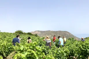 Η γιορτή του αμπελώνα και του οινοτουρισμού – Οινοποιεία ανοίγουν τις πόρτες τους στο κοινό