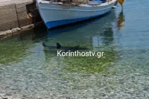 Κόρινθος: Καρχαρίας 2,5 μέτρων εμφανίστηκε στα ρηχά στα Λουτρά Ωραίας Ελένης