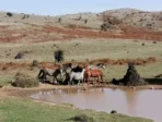 Καταγγελίες για περιβαλλοντική καταστροφή σε περιοχή Natura 2000 στο Λεόντιο Παναχαϊκού