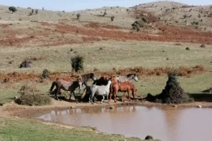 Καταγγελίες για περιβαλλοντική καταστροφή σε περιοχή Natura 2000 στο Λεόντιο Παναχαϊκού