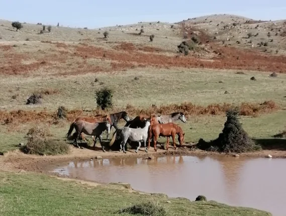 Καταγγελίες για περιβαλλοντική καταστροφή σε περιοχή Natura 2000 στο Λεόντιο Παναχαϊκού