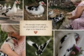Ναύπακτος: Πάπια αποφάσισε να πεθάνει στην αγκαλιά της οικογένειας που αγαπούσε και την αγαπούσε! ΒΙΝΤΕΟ