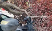 Πάτρα: Kατέρρευσε τεράστιο κλαδί δένδρου, από τύχη δεν υπήρξε τραυματισμός, ΦΩΤΟ