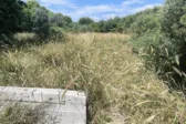 Πάτρα - Ανησυχία κατοίκων για το Πλατανόδασος στον Καστελλόκαμπο: «Κίνδυνος πυρκαγιάς από τα ξερά χόρτα»