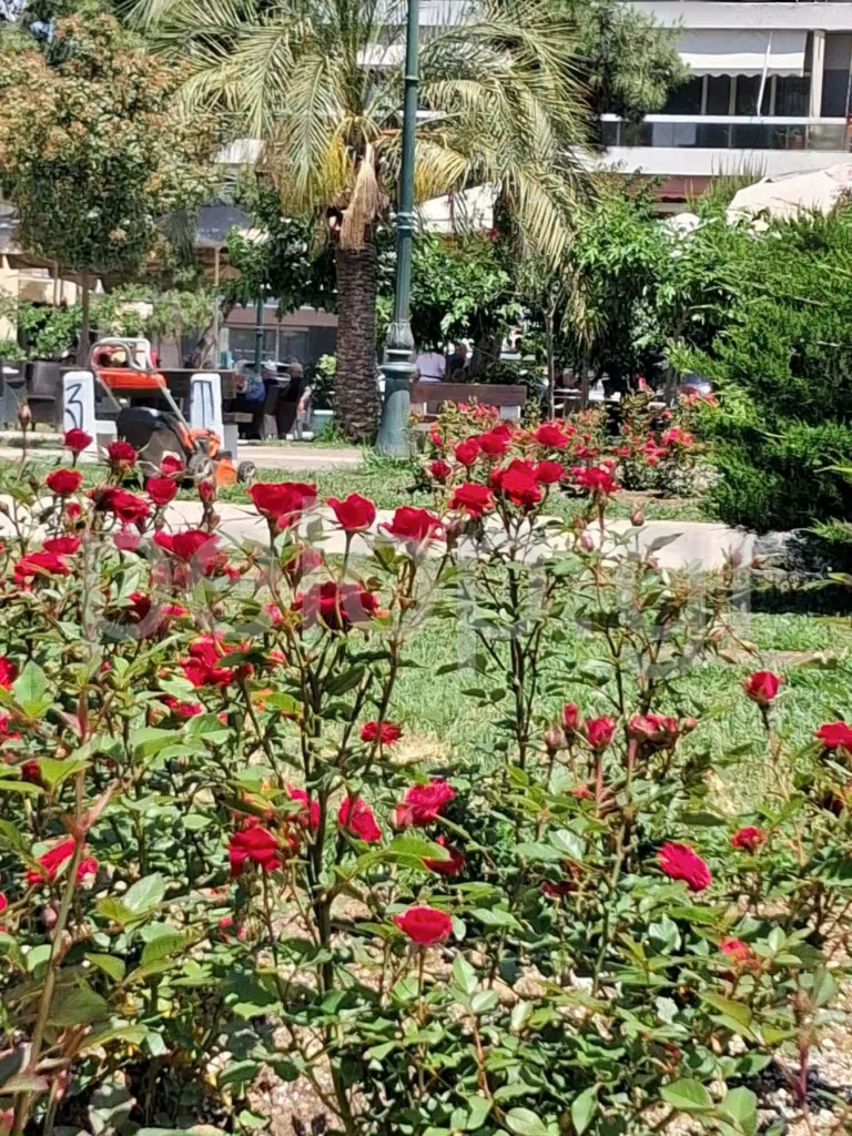 Πάτρα: Δεν μας αρέσει το ωραίο - Διέλυσαν τα λουλούδια στην πλατεία Υψηλών Αλωνίων ΦΩΤΟ Πάτρα: Δεν μας αρέσει το ωραίο - Διέλυσαν τα λουλούδια στην πλατεία Υψηλών Αλωνίων ΦΩΤΟ