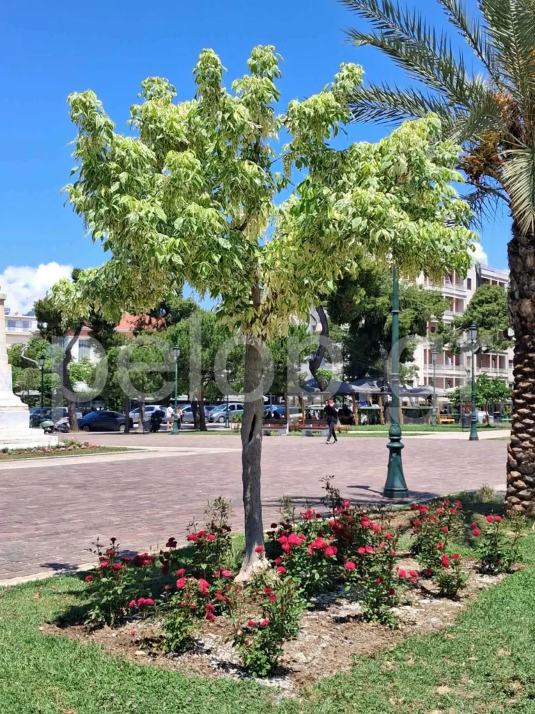 Πάτρα: Δεν μας αρέσει το ωραίο - Διέλυσαν τα λουλούδια στην πλατεία Υψηλών Αλωνίων ΦΩΤΟ